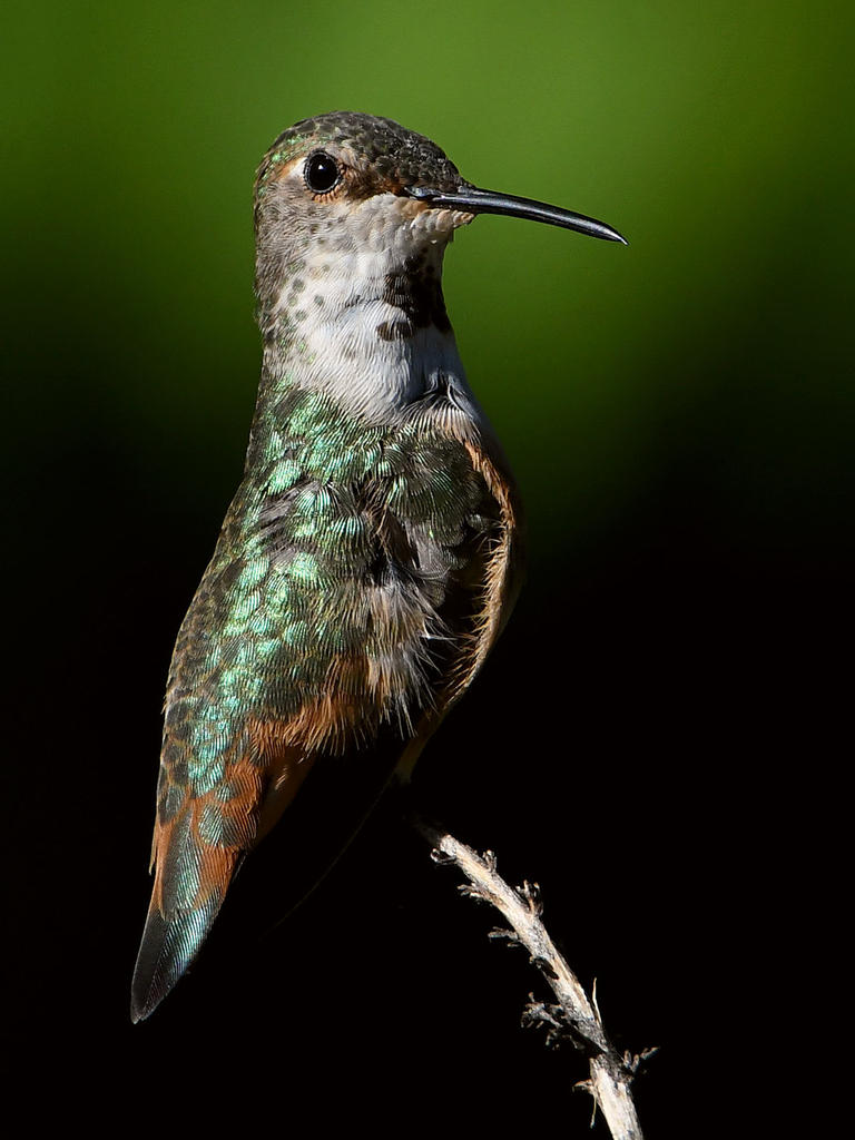 Hummer10.jpg
