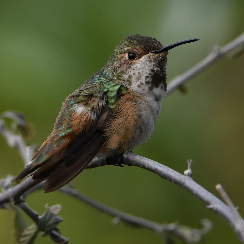 Hummer10.jpg