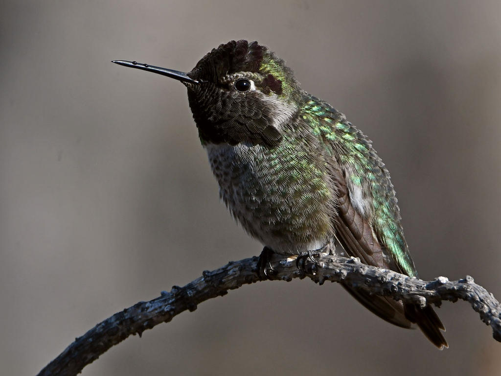 Hummer10.jpg