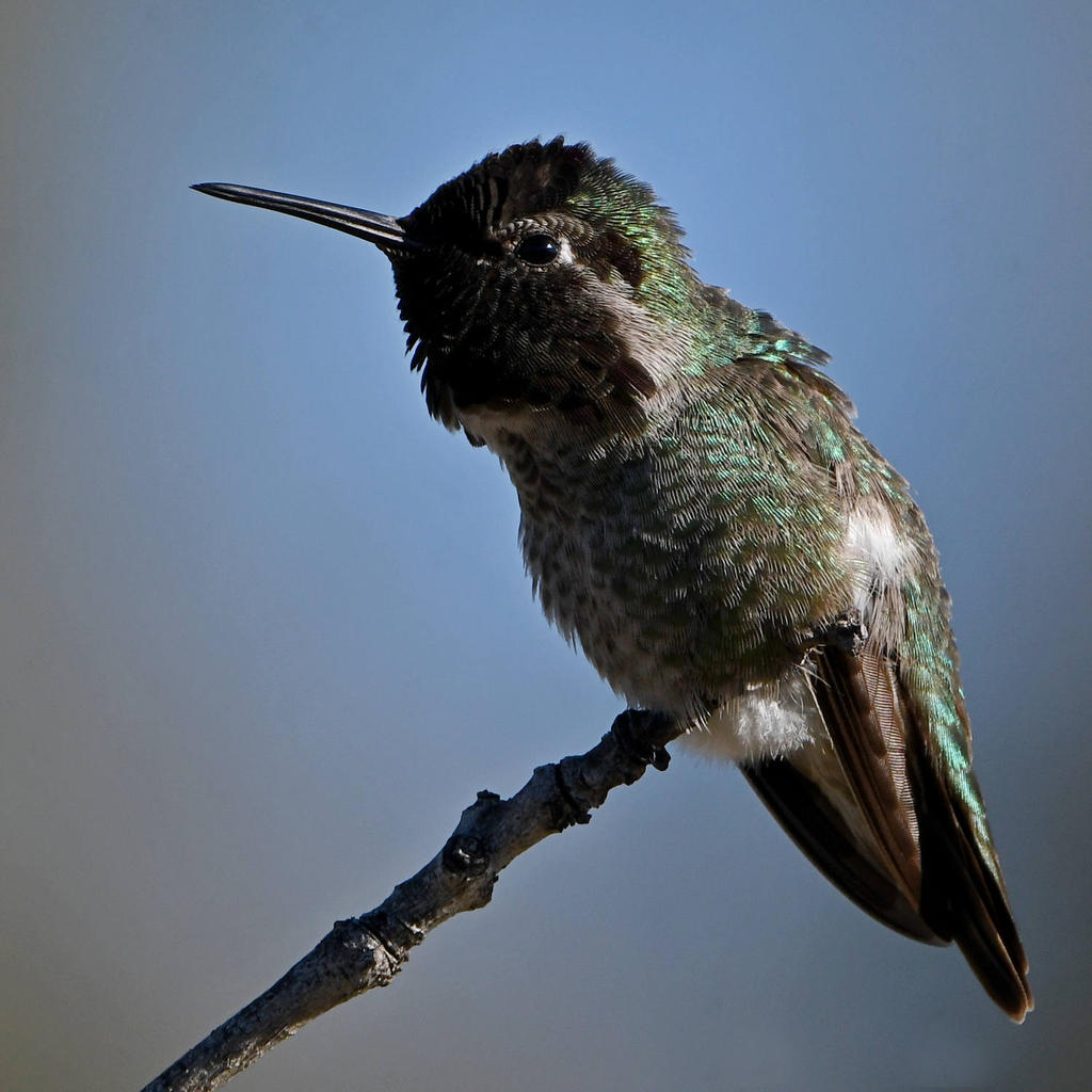 Hummer10.jpg