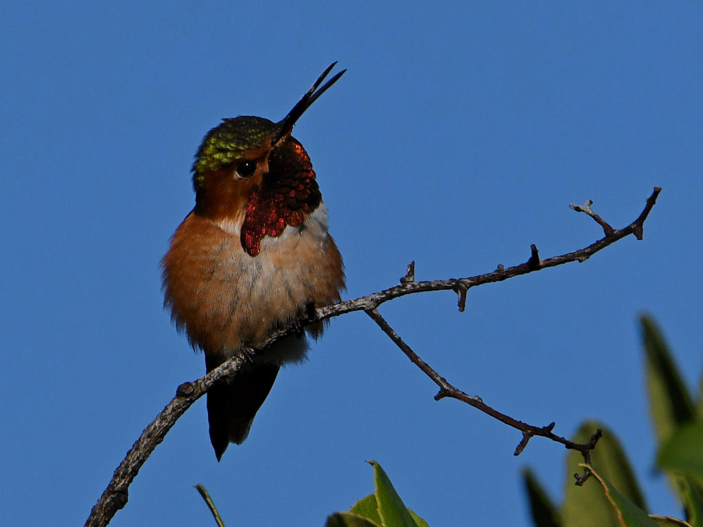 Hummer10.jpg