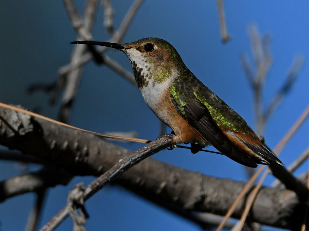 Hummer10.jpg
