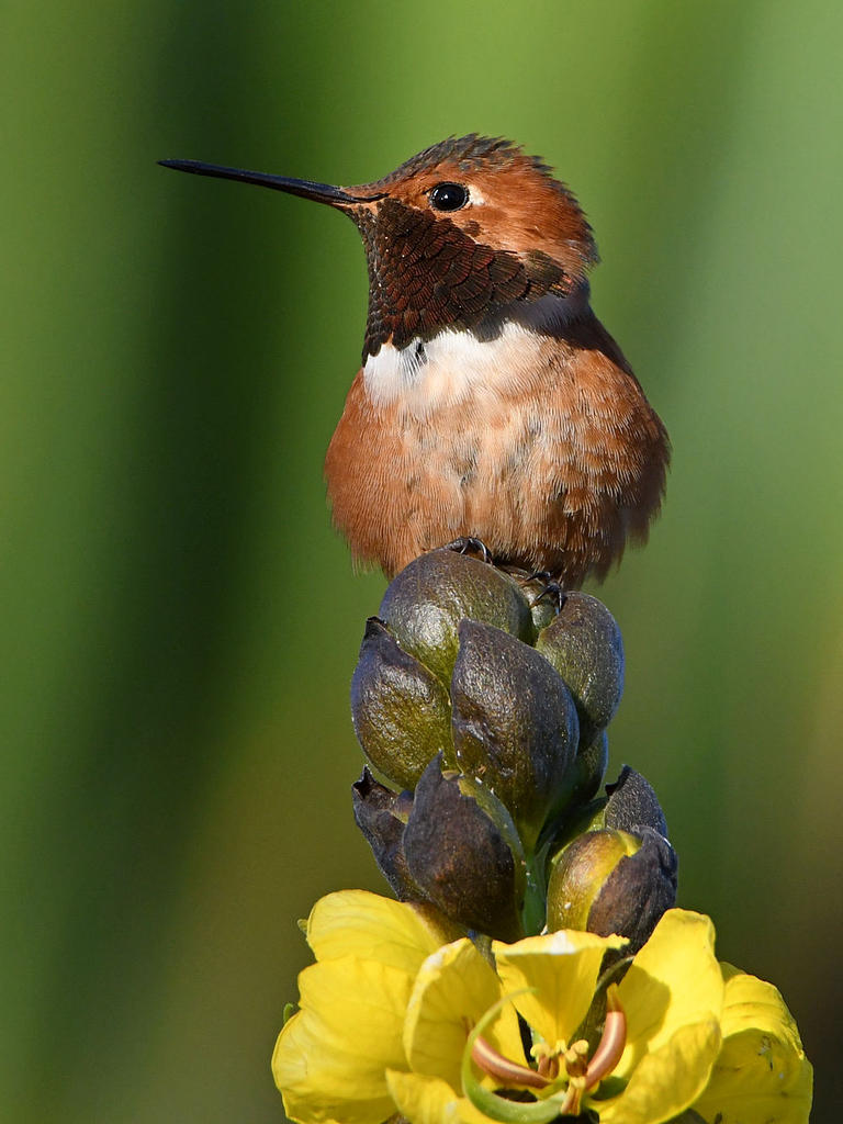 Hummer10.jpg