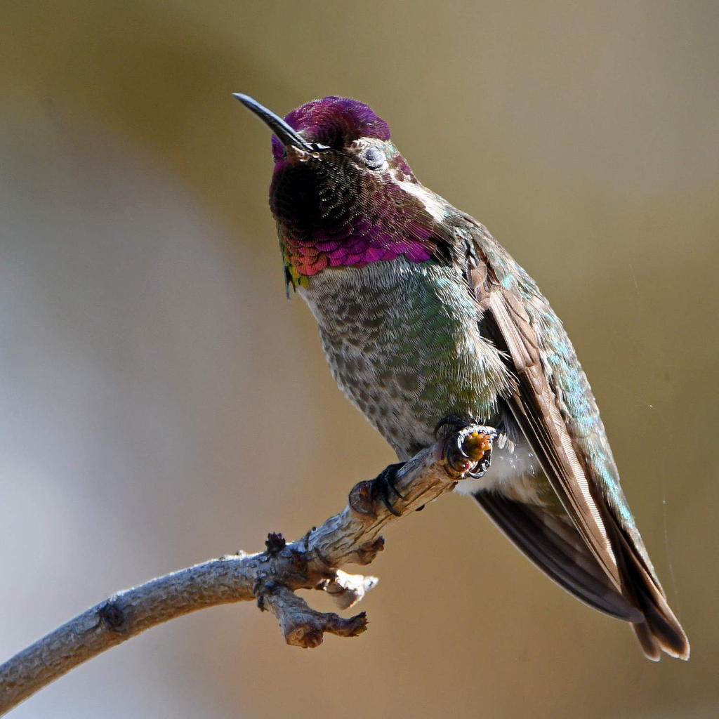 Hummer10.jpg