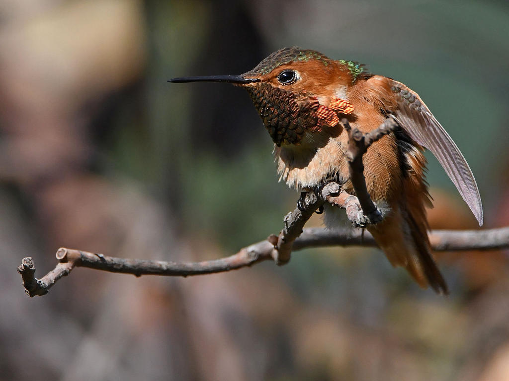 Hummer10.jpg