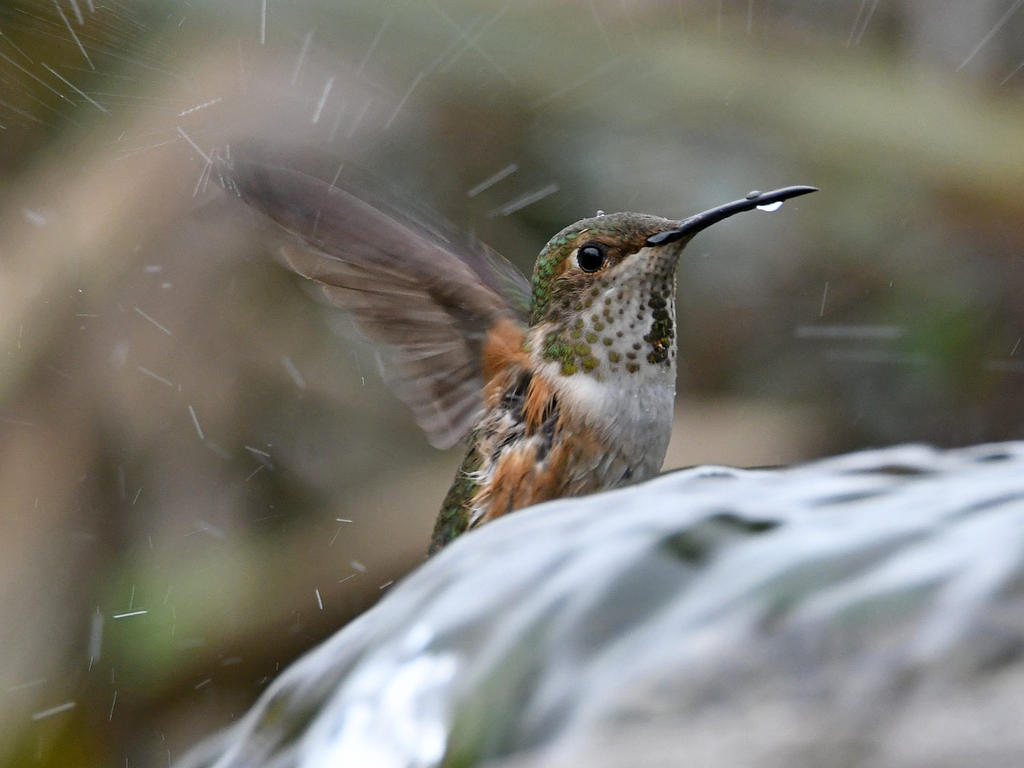 Hummer10.jpg
