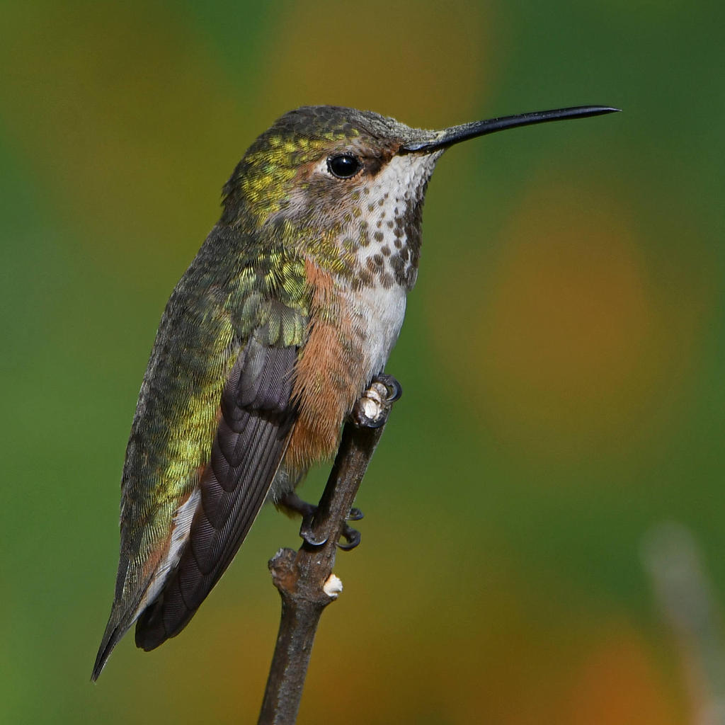 Hummer10.jpg