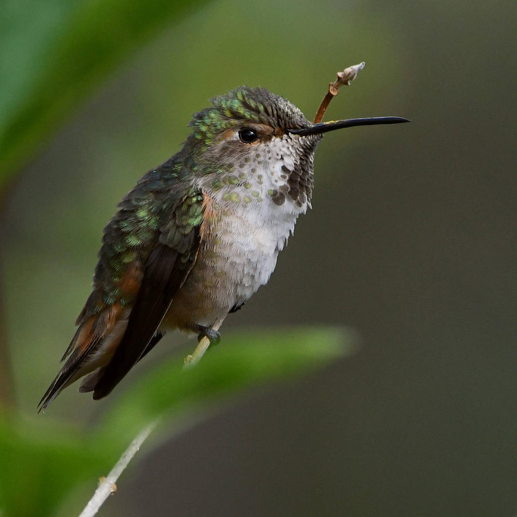 Hummer10.jpg