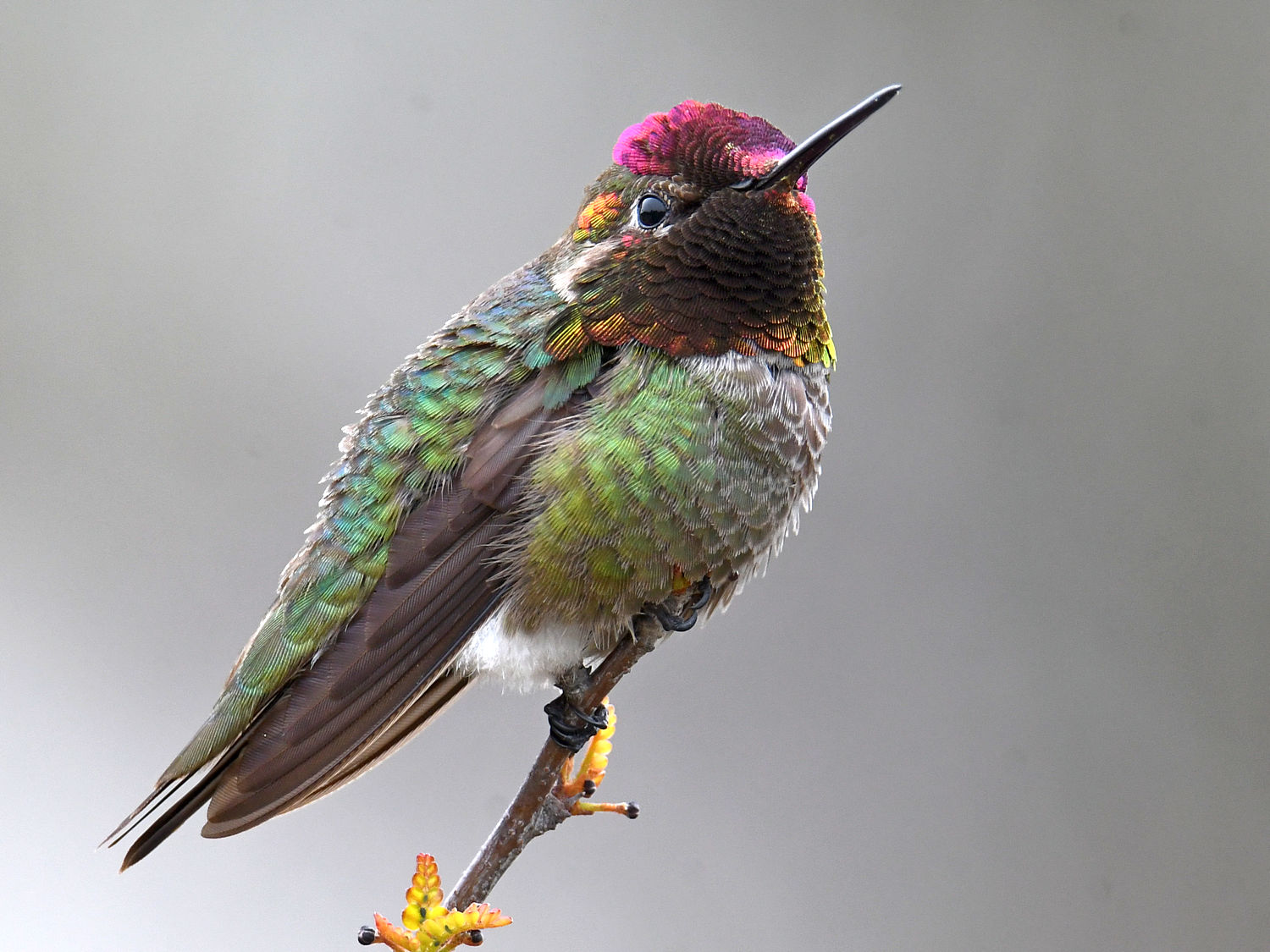 Hummer10.jpg