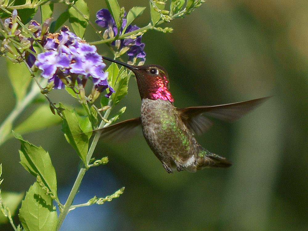 Hummer10.jpg