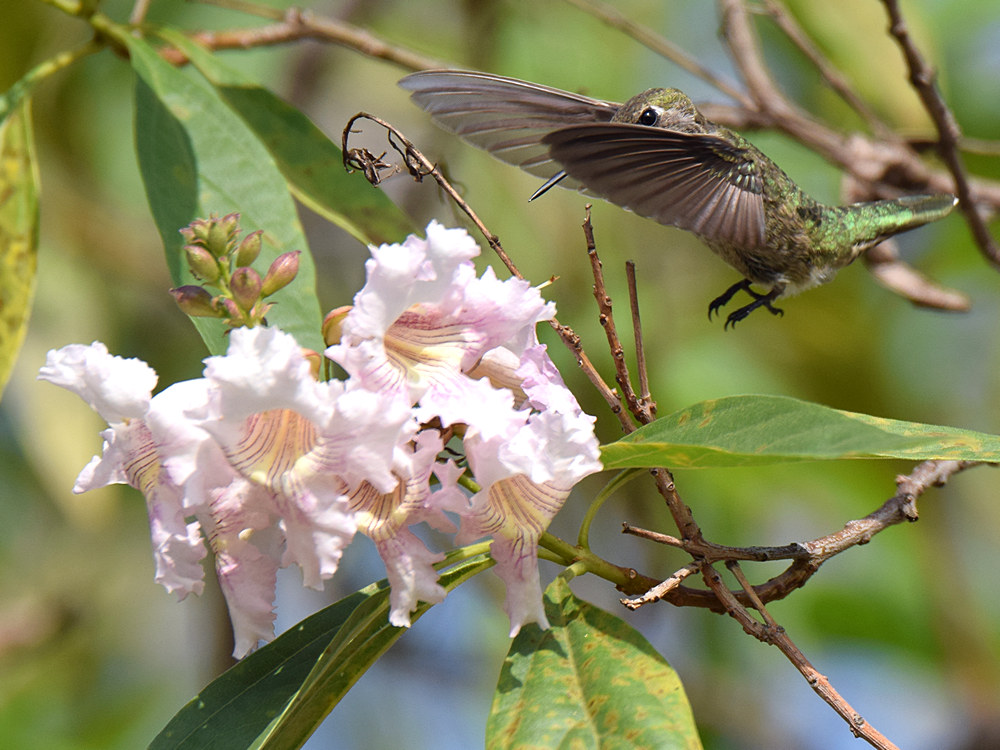 Hummer10_2015_06_26.jpg