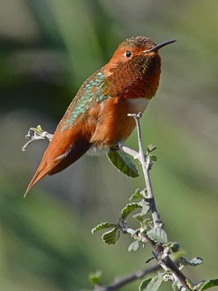 Hummer11.jpg