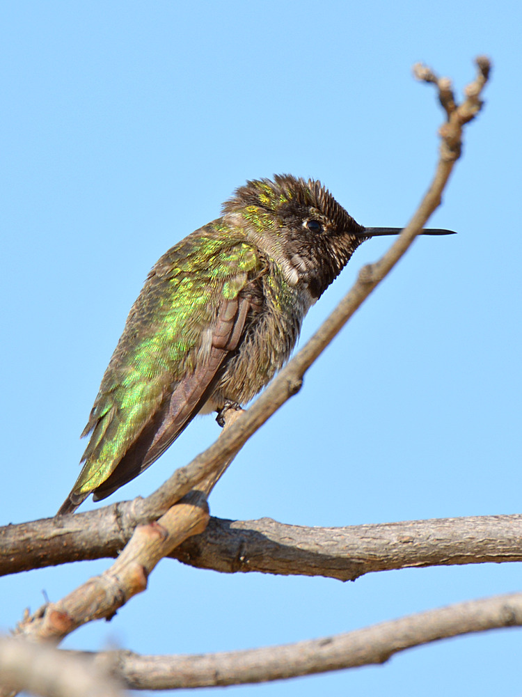 Hummer11.jpg