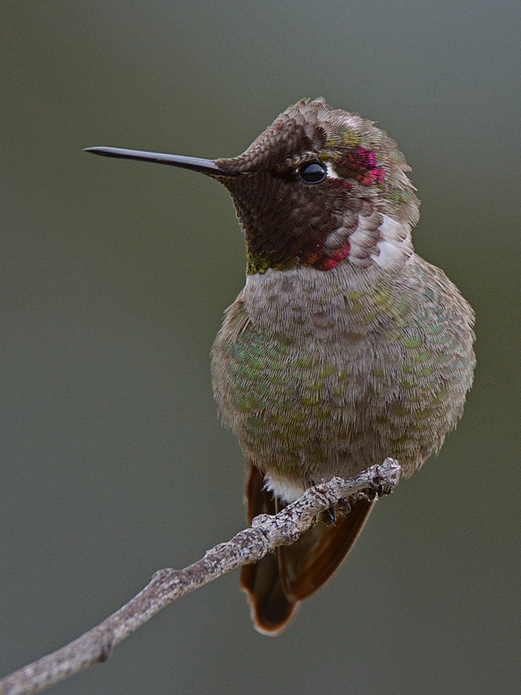 Hummer11.jpg