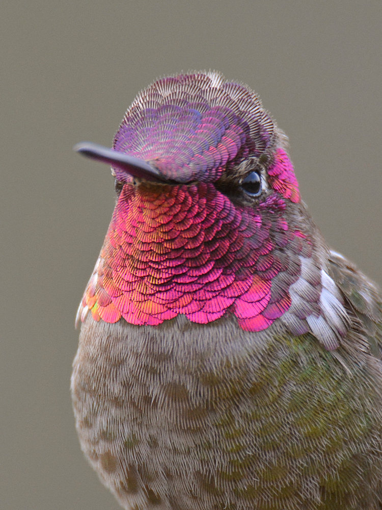 Hummer11.jpg