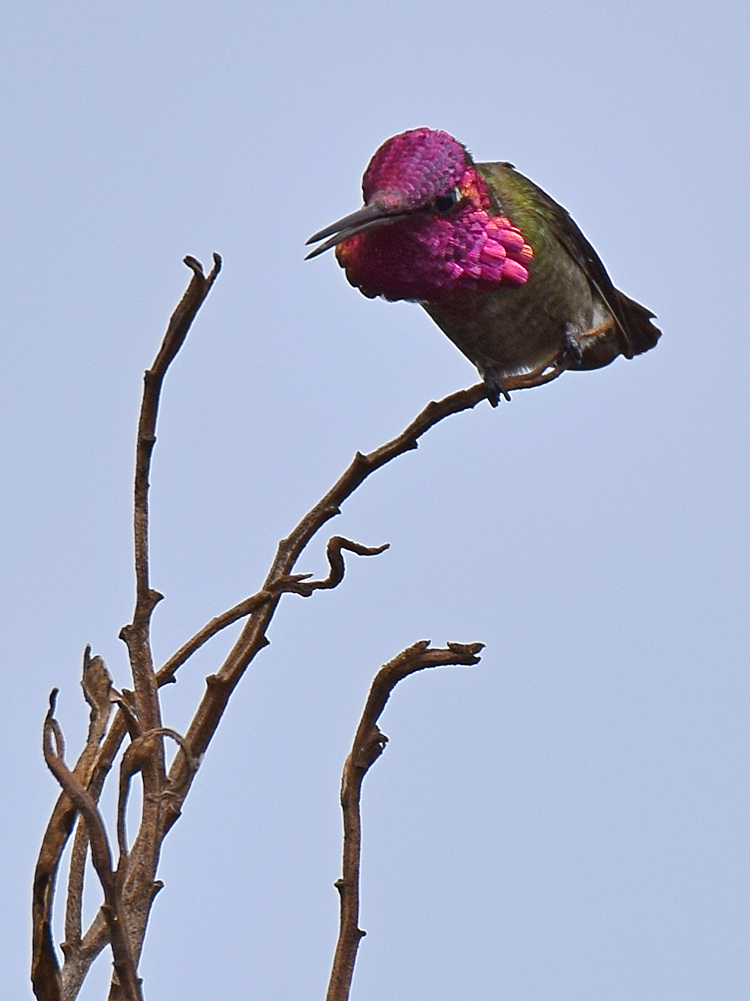 Hummer11.jpg