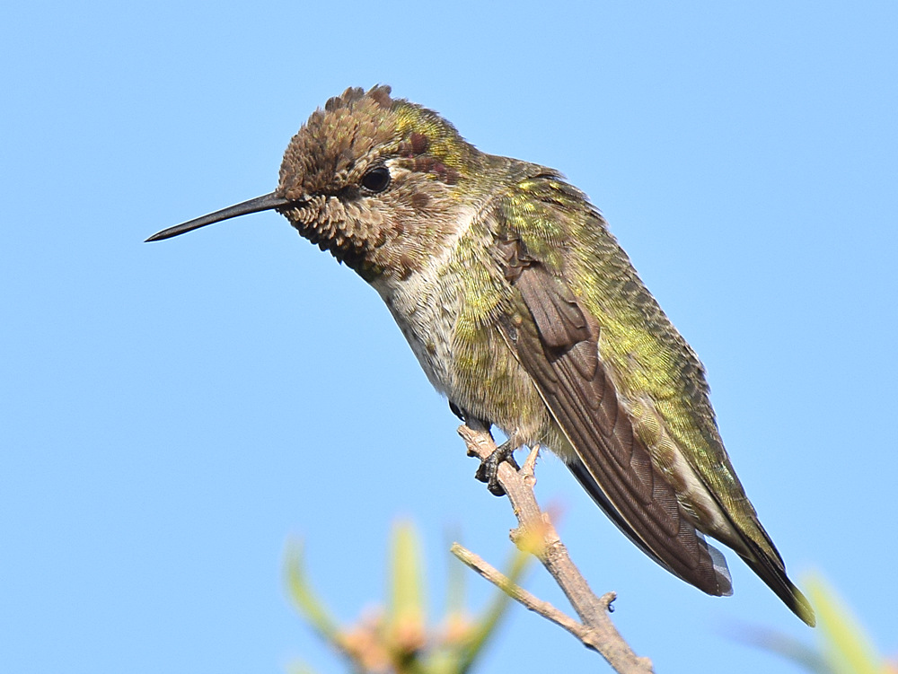 Hummer11.jpg