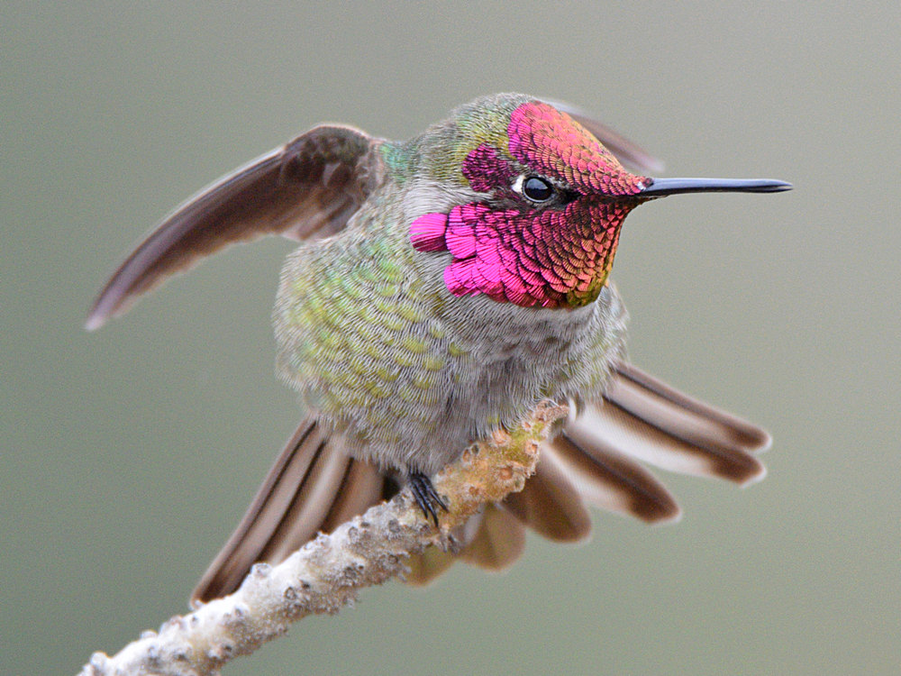 Hummer11.jpg