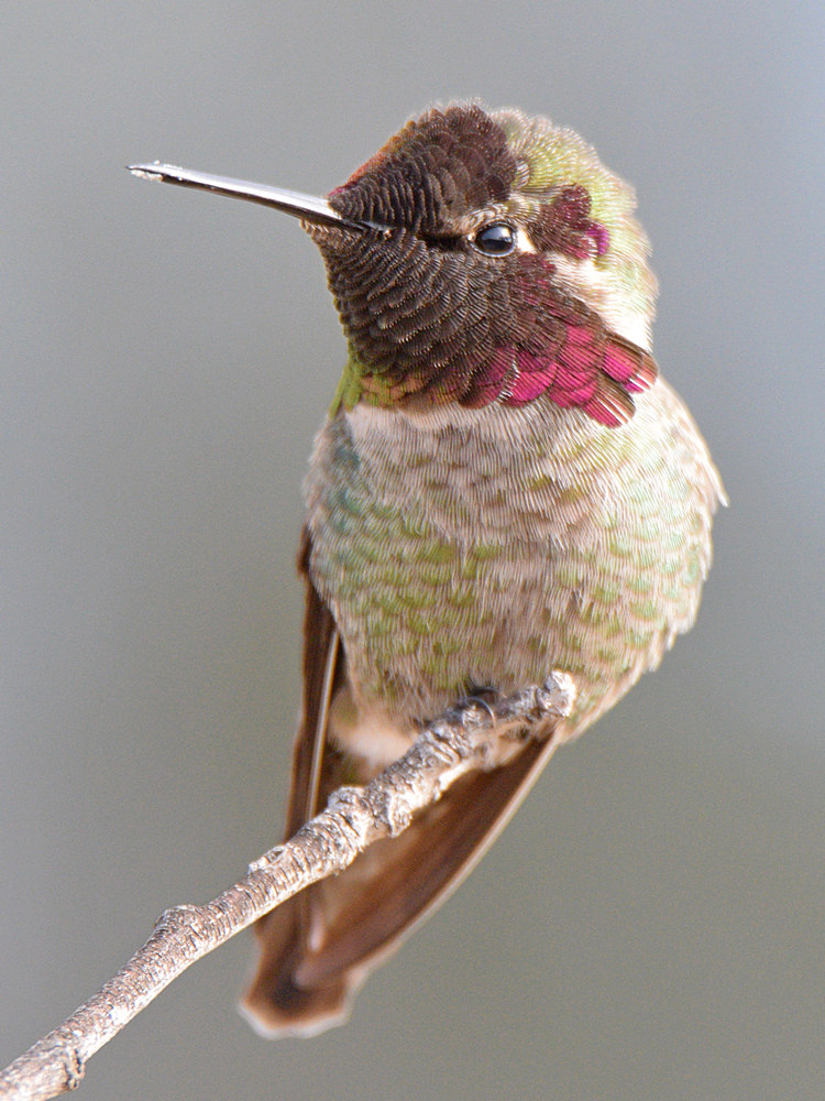Hummer11.jpg