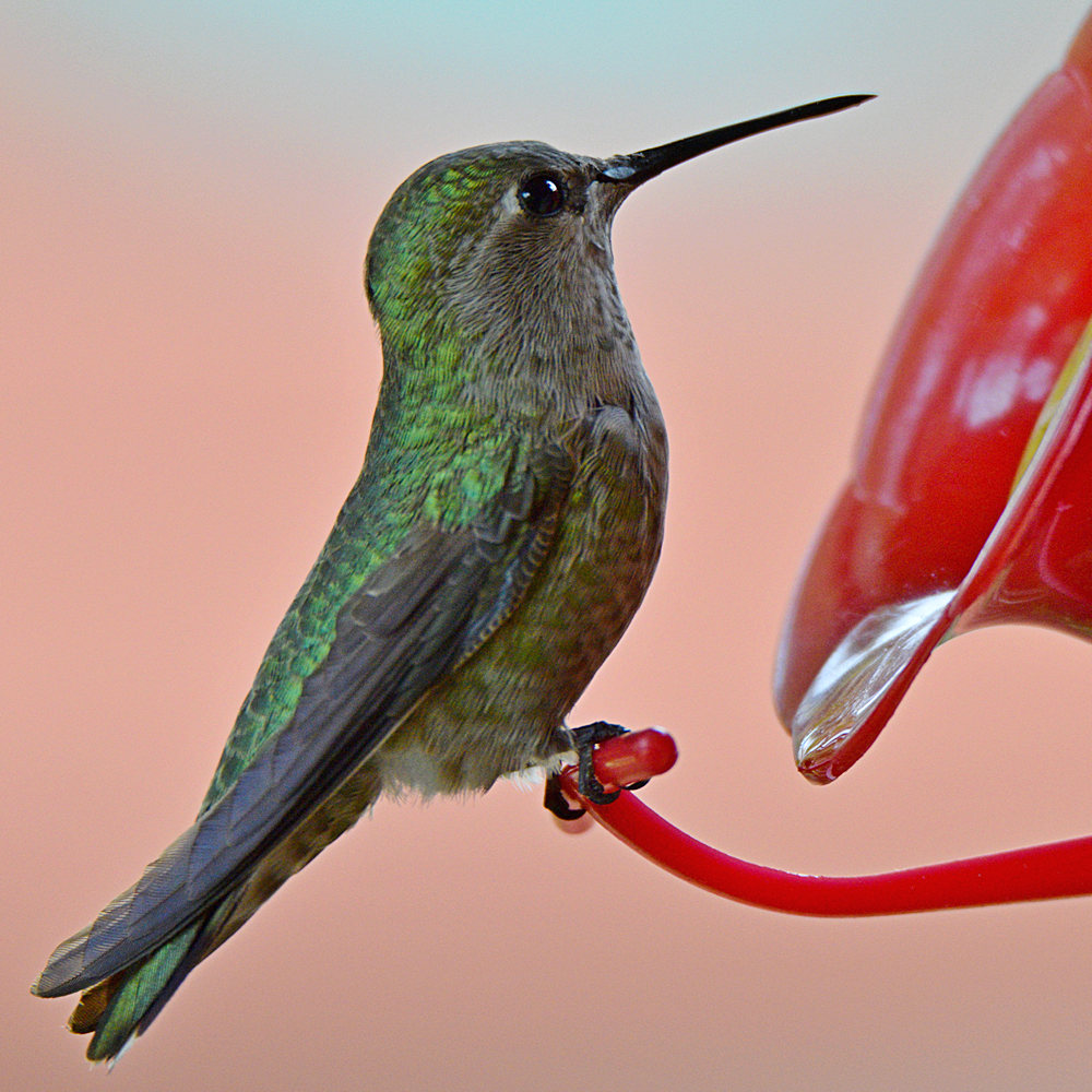 Hummer11.jpg
