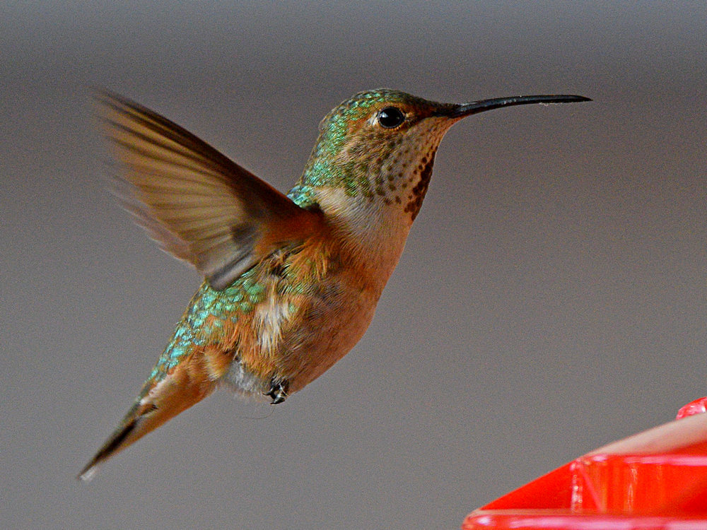 Hummer11.jpg