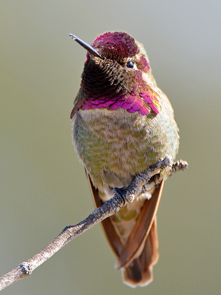 Hummer11.jpg