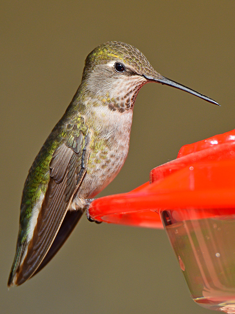 Hummer11.jpg