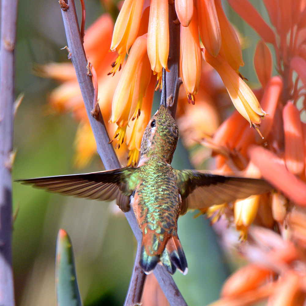Hummer11.jpg