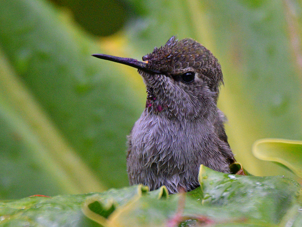 Hummer11.jpg