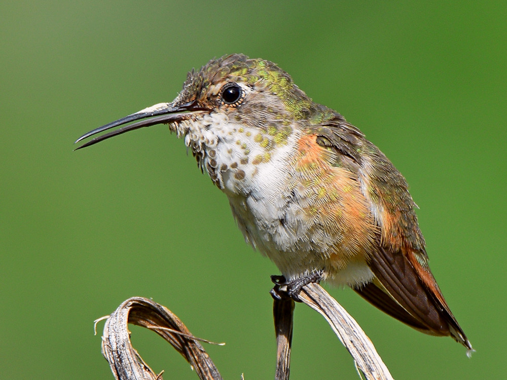 Hummer11.jpg