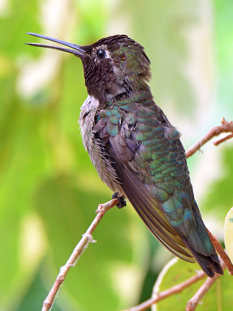 Hummer11.jpg