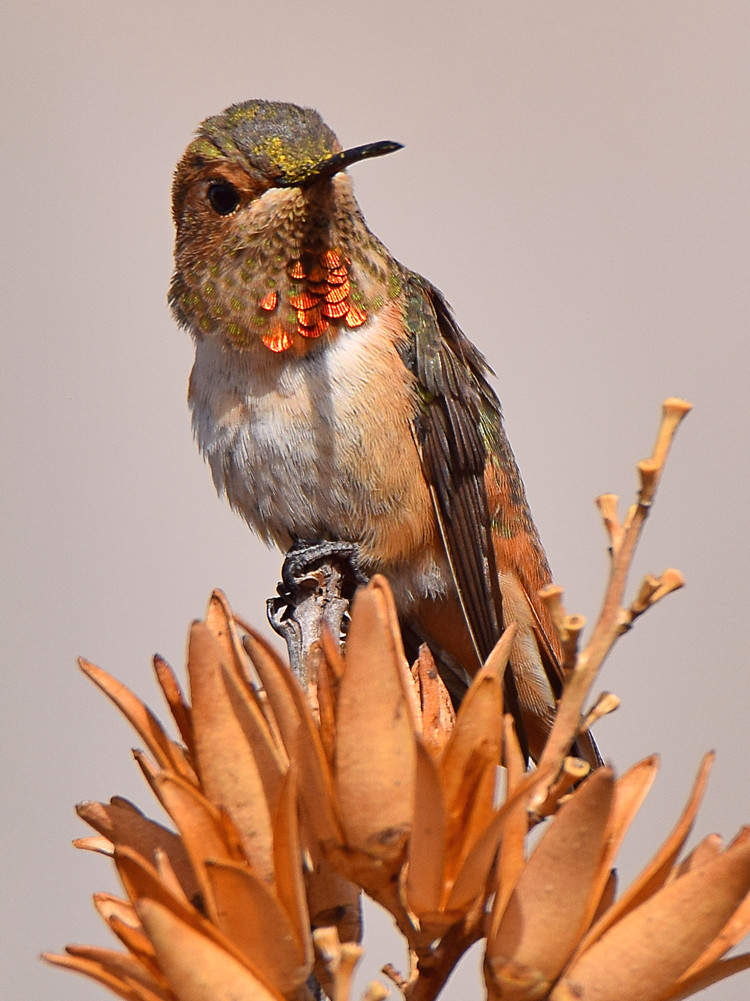 Hummer11.jpg