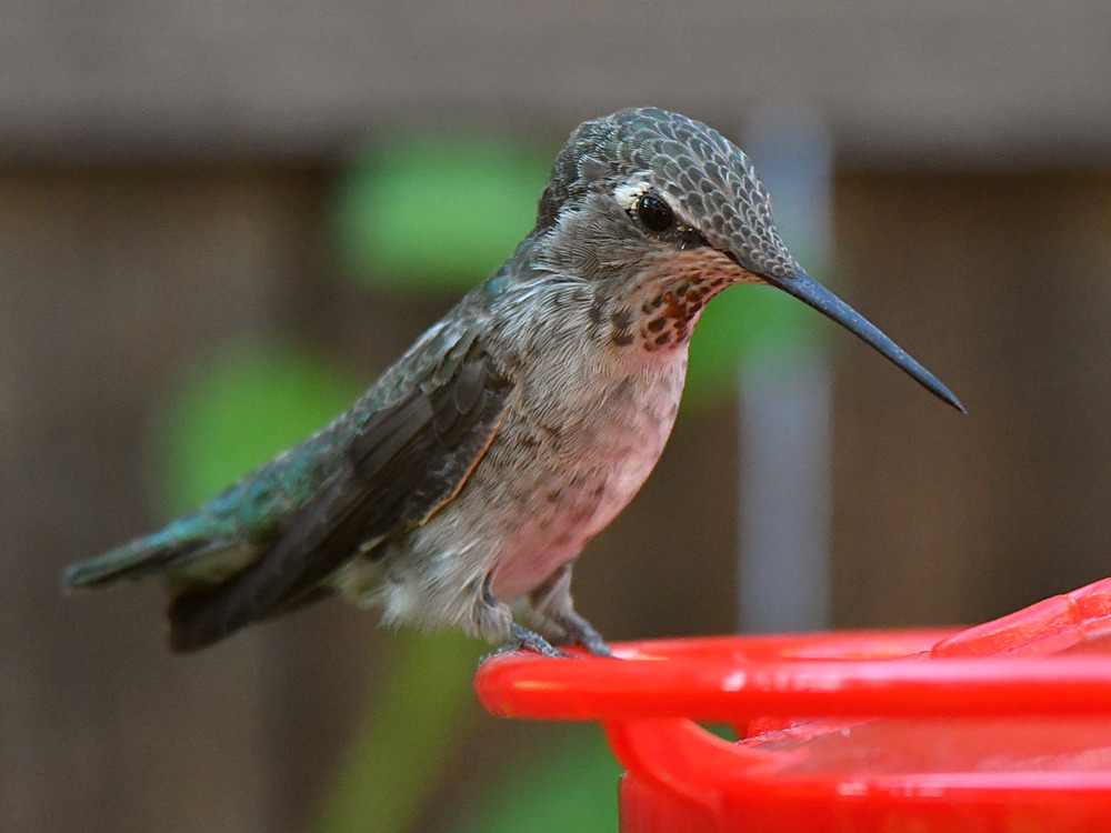 Hummer11.jpg