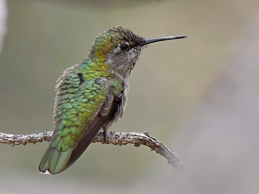 Hummer11.jpg