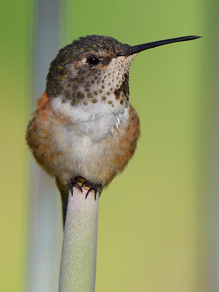 Hummer11.jpg