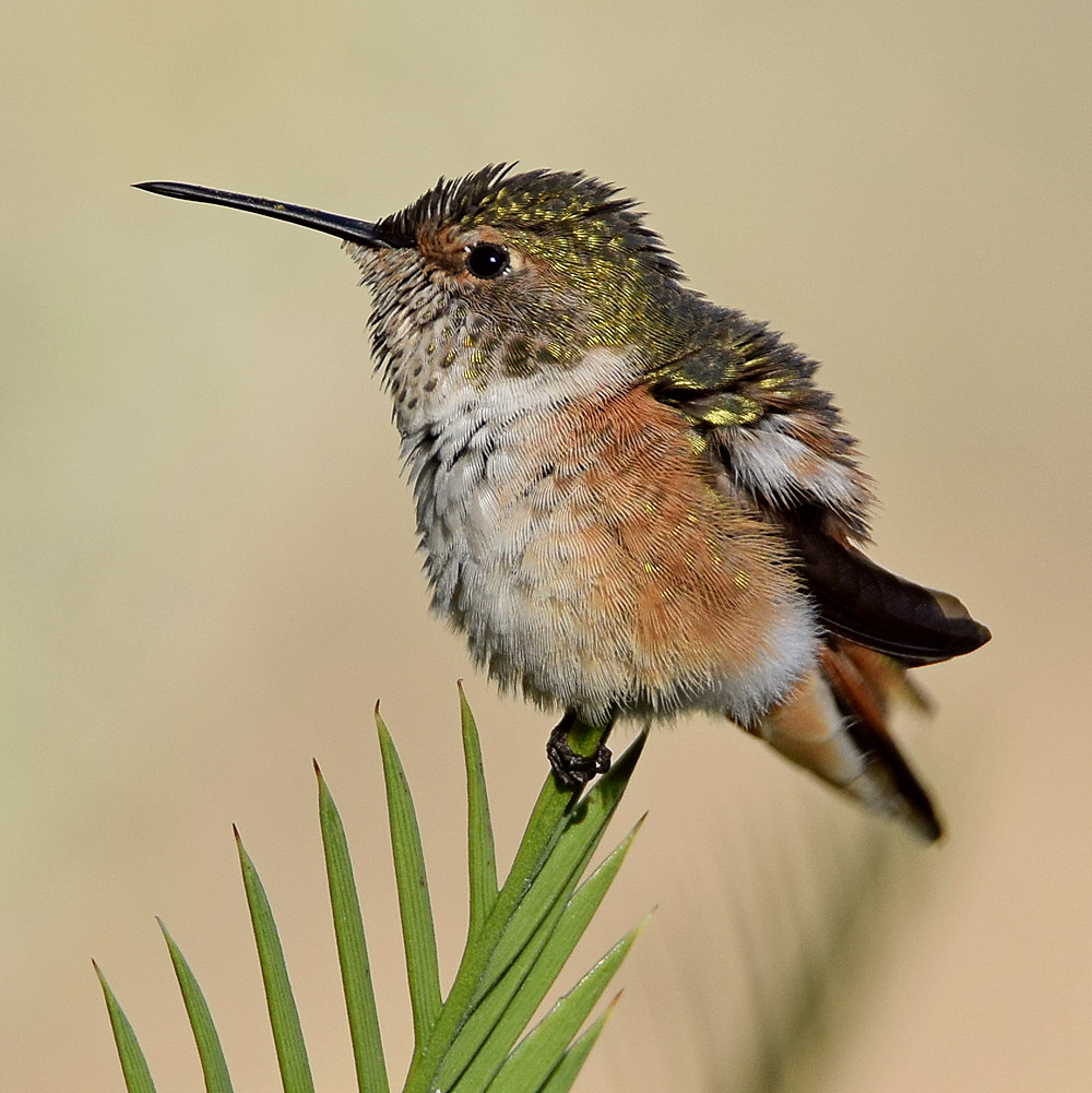 Hummer11.jpg