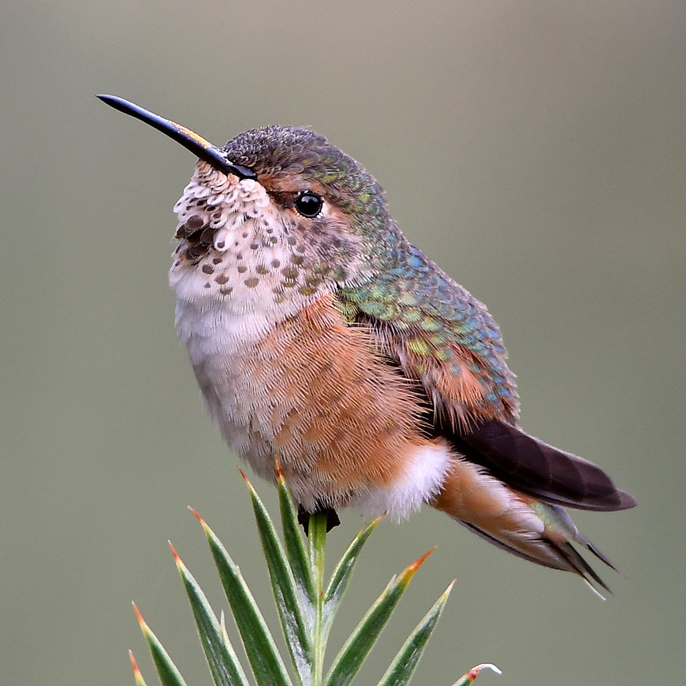Hummer11.jpg