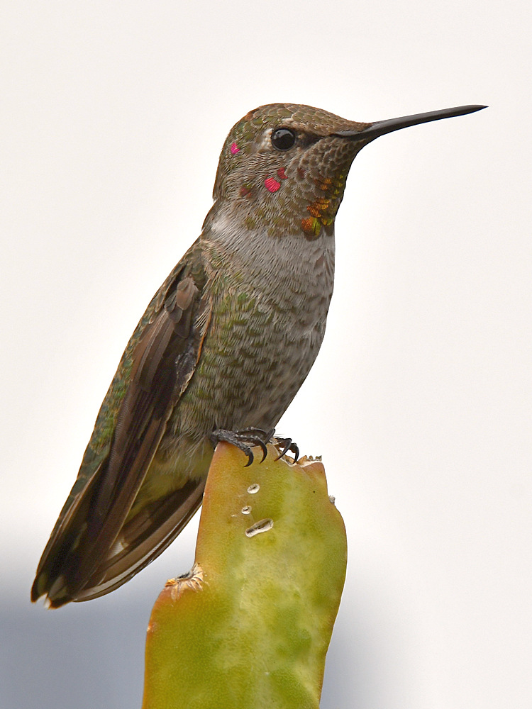 Hummer11.jpg