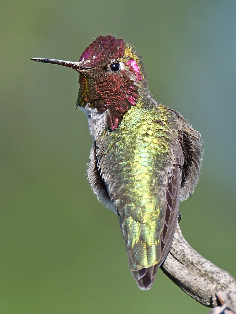 Hummer11.jpg