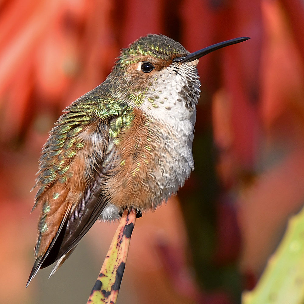 Hummer11.jpg