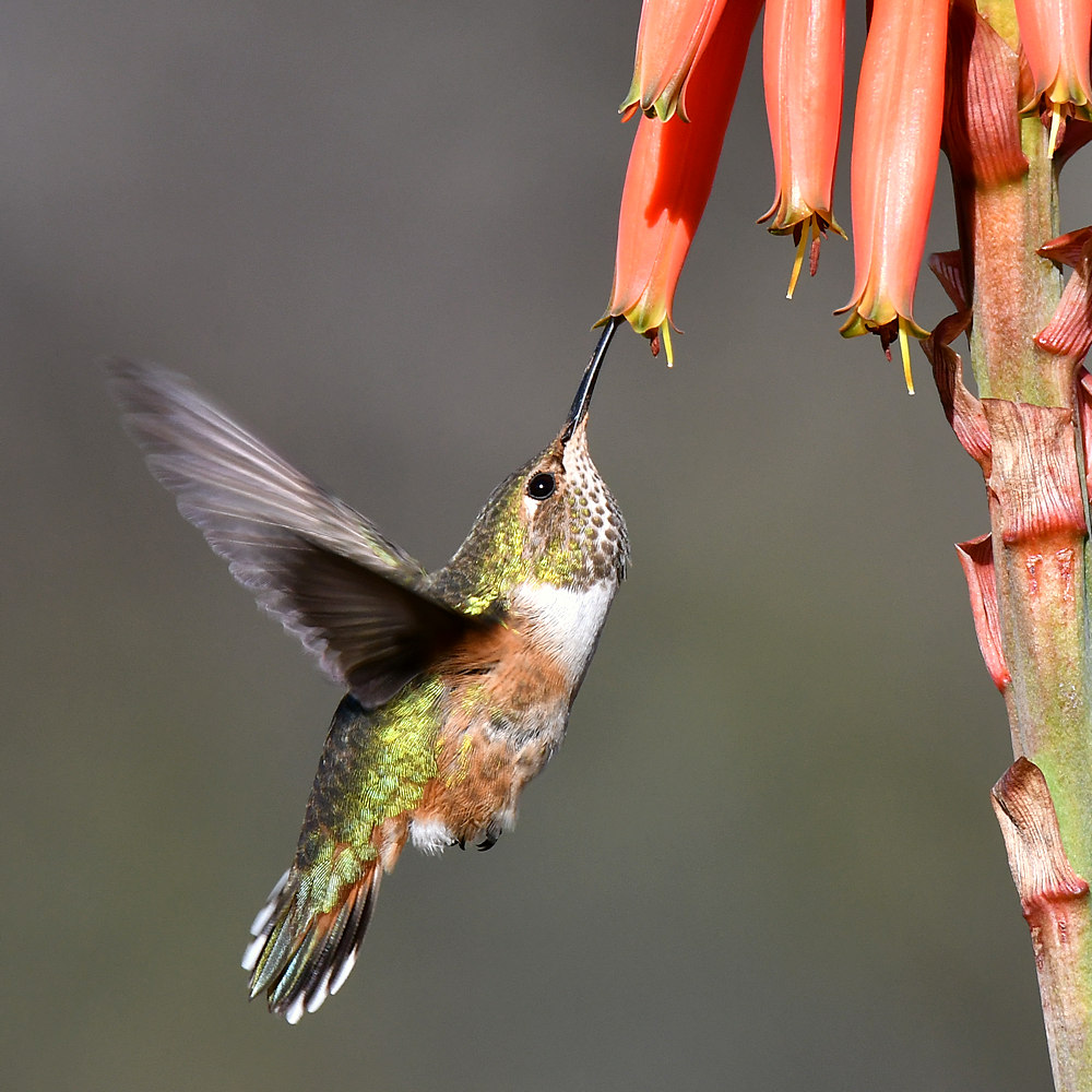 Hummer11.jpg