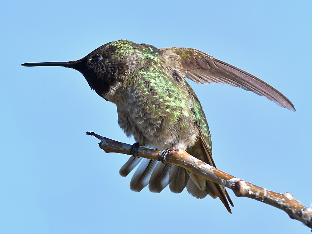 Hummer11.jpg