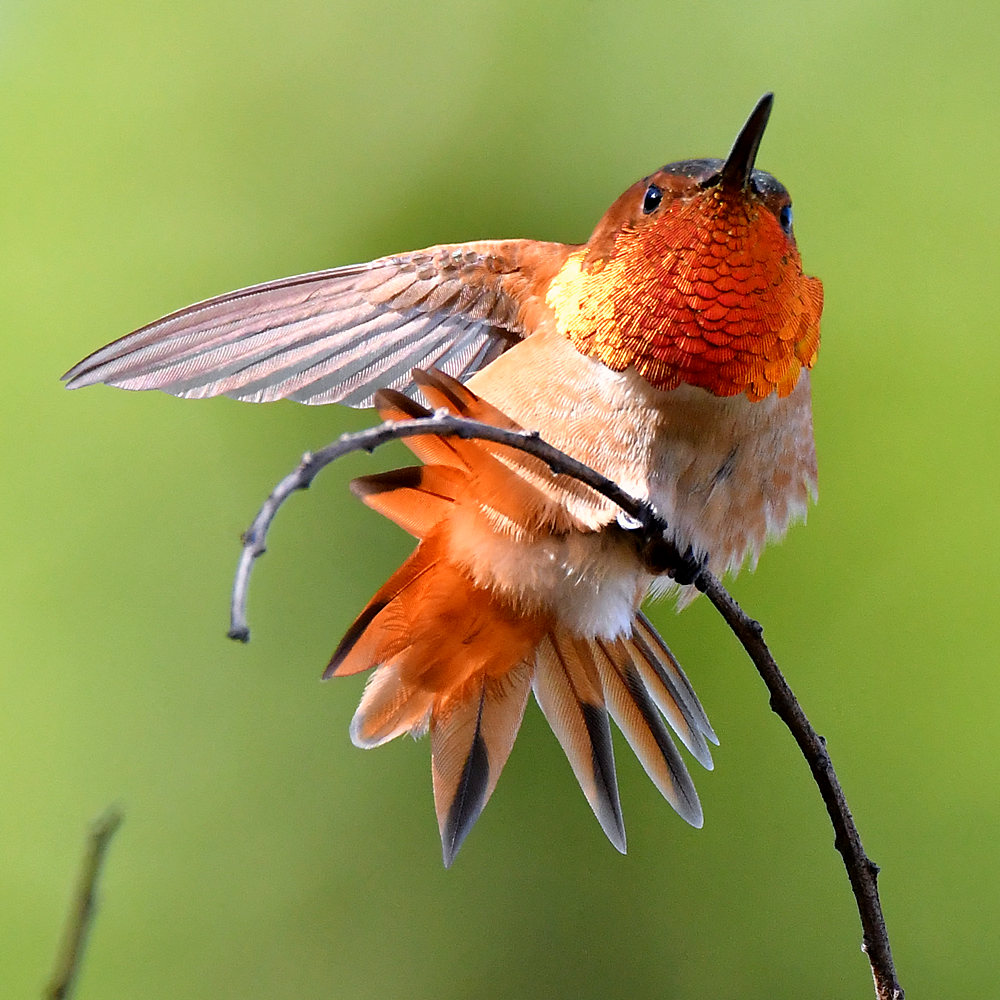 Hummer11.jpg