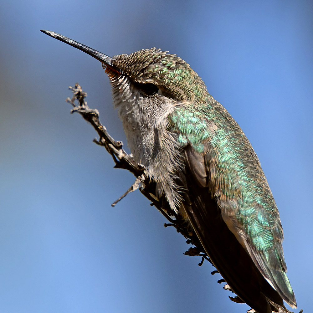 Hummer11.jpg