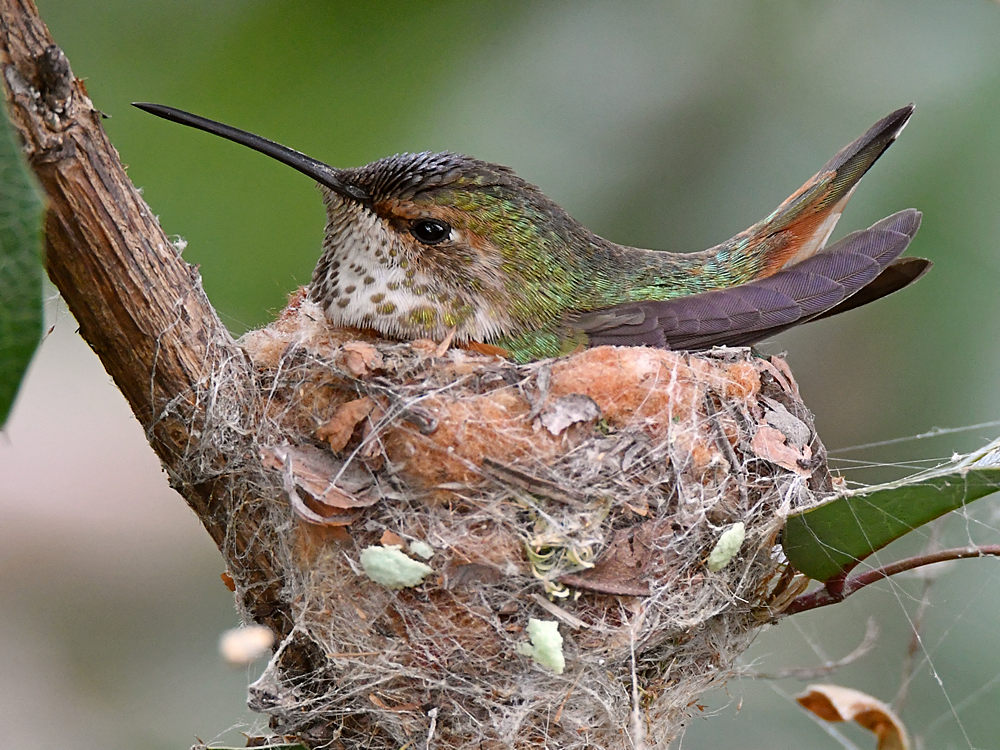 Hummer11.jpg
