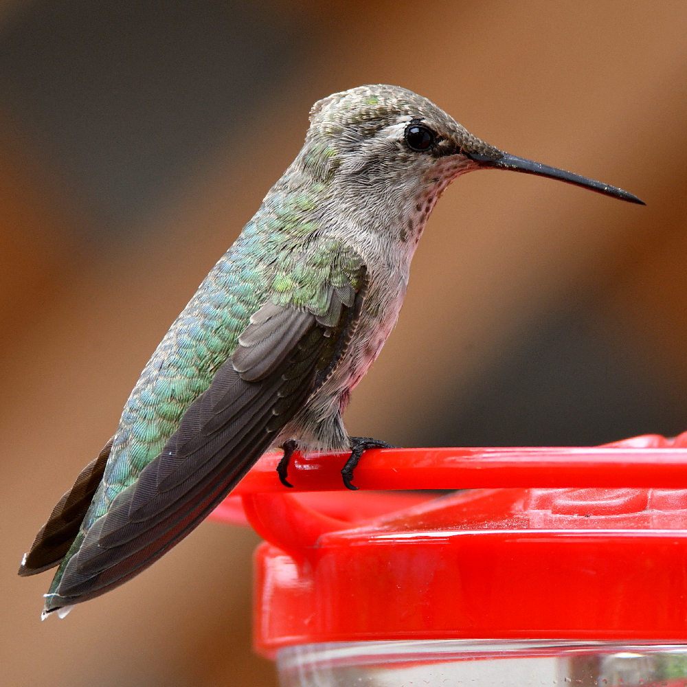 Hummer11.jpg