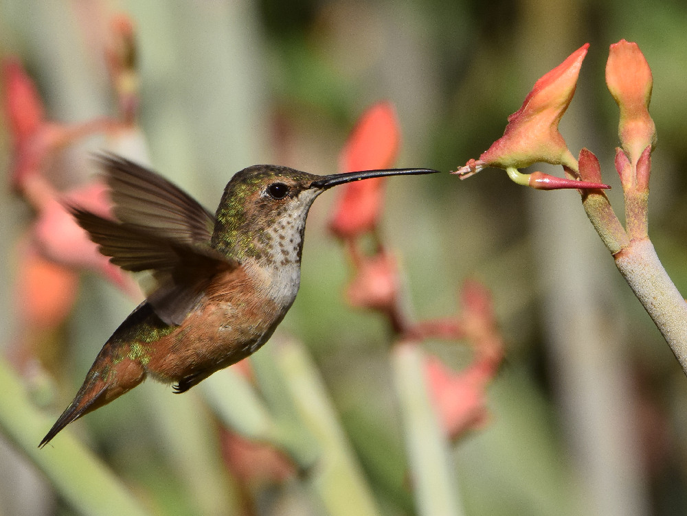 Hummer11.jpg
