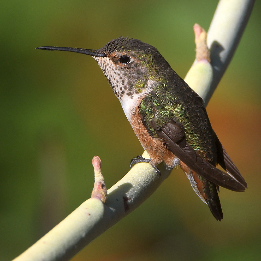 Hummer11.jpg