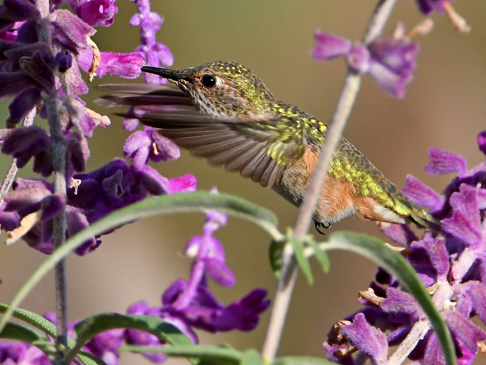 Hummer11.jpg