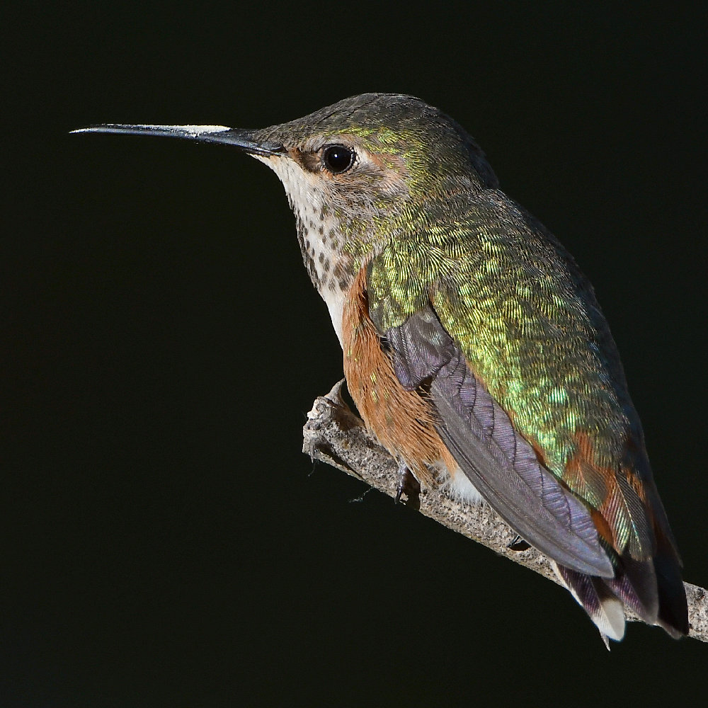 Hummer11.jpg